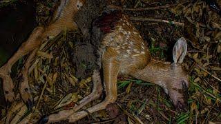 Deer Decomposition - Timelapse (4K)