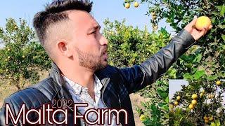 Malta Ka Bagh | Farm In Malta Panjab Pakistan | Orange Farm 2021