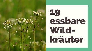 19 essbare Wildkräuter: Tipps rund um die beliebtesten Wildkräuter