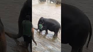  How to move an Elephant - Pinnawala Elephant Orphanage, Part 2