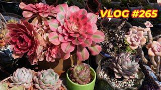 Neglected SUCCULENTS That GROW On Their Own | VLOG #265 - Growing Succulents with LizK