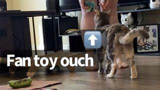 The Vacuum Breaks Billi’s Toy (Fan Toy) | BilliSpeaks