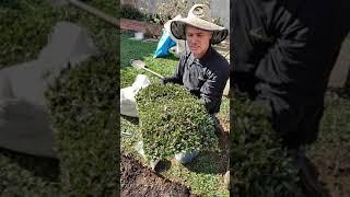 Melhor modo de plantar grama São Carlos, Guri ensina como faz do jeito mais correto.