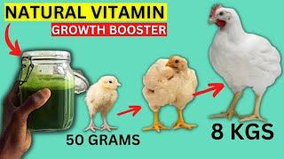 8 KGS Chicken WEIGHT GAIN in 56 DAYS After Putting This NATURAL PLANT EXTRACT (Moringa)