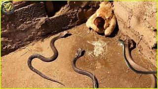 Incredible Moments When Snakes Challenge the Wrong Animals Caught on Camera | Animal Fighting