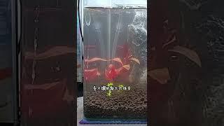 從零開始打造夢幻蝦缸! Creating a Dream Shrimp Tank from Scratch! #shorts