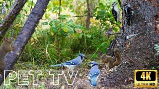 Beautiful Birds and Squirrels in an Evergreen Forest | Entertainment for Pets and Nature-Lovers