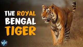 ROYAL BENGAL TIGER - The Most Majestic Feline