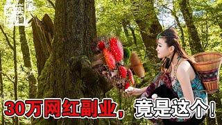 大兴安岭富饶之境！探秘山林网红的神奇副业，让30万粉丝惊叹不已！