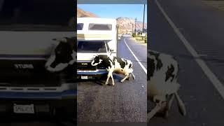 Shorts COW  VIDEO/ Cow  Accident  #cow #cowsong #cowvideos #trending #shorts #lavacalola