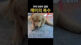 군자의 복수를 함부로 하면 안되는 이유 ㅋㅋ #유머짤시리즈