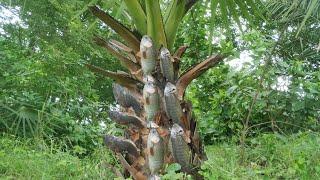 Unbelievable catfish are climbing on palm tree. Unique fish climbing video. Fish VS Tree.