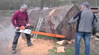 Stihl ms 880 150cm vs big oak log