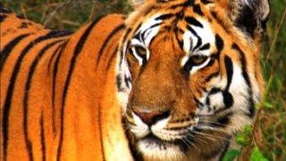 Tiger Teaches Her Cubs to Hunt | David Attenborough | Tiger | Spy in the Jungle | BBC Earth