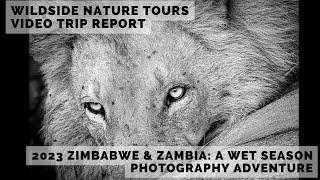 Wildside Nature Tours 2023 Zimbabwe & Zambia: A Wet Season Photography Workshop Trip Video