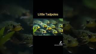 Little Tadpoles #bedtimestories #babylullaby #babystory #tadpole #frog #grownup #baby #toddlers