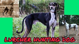 #Lurcher Hunting Dog (  Greyhound mix )