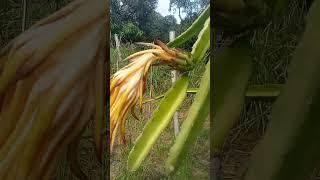 #onewithnature #dragonfruit #shortvideo #shorts #viralshorts  #farming