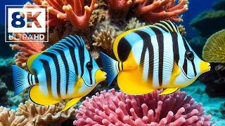 The Ocean 8K - The Beauty and Wonder of Marine Life - Sea Animals For Relaxation