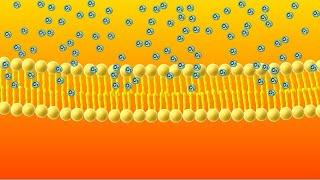 Diffusion Animation!