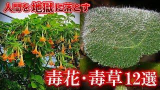 [Highly poisonous] The fate of coming into contact with terrifying plants... The world's most dan...