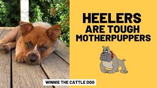 Heelers are Tough Motherpuppers 