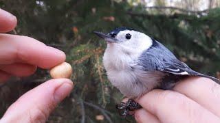 BirdBytes - How many nuts could a nuthatch hatch if a nuthatch could hatch nuts?