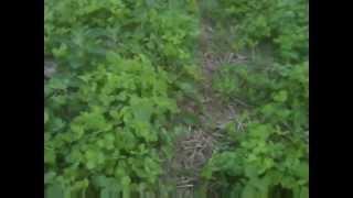 Planting Corn into Living Red Clover