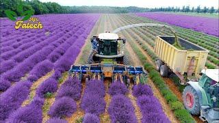 The Most Modern Agriculture Machines That Are At Another Level, How To Harvest Lavender In Farm ▶1