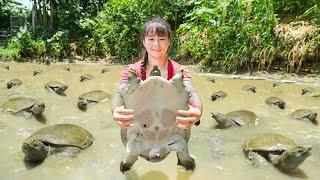 Harvesting Many Turtles In The Swamp Goes To Market Sell - Raising Chickens And Ducks