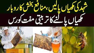 How to Do Bee Farming Business in Pakistan | Honey Bee Farming In Pakistan  ||