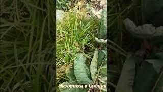 Орех-чуфа #мендальныйорех #землянойорех #миндальноемолоко