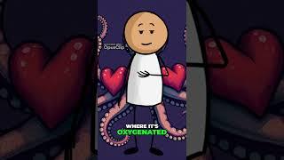Octopuses Have Three Hearts
