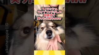 フィニッシュラップフンドさんの動画見て笑ったら寝ろwwwwwwww