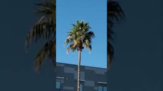 15. Palm Trees at Home 15 [2022] - #shorts #fyp #fy #trending #j8 #palmtrees #readdescription