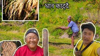 Paddy cutting with my Father(आमाले किनिमा  बनाउनु भयो)making kirati food kinima by mom