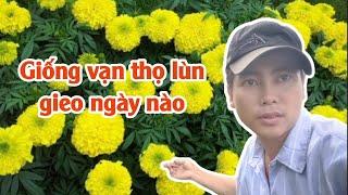 vạn thọ lùn gieo ngày nào - tưới đạm cá như thế nào - huỳnh thủy tinh