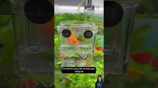 Hộp cách ly cá – Bảo vệ cá con khỏi cá lớn | Fish Breeding Box – Protect Fry #aquarium #shorts