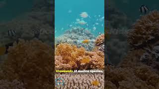 Marine Biodiversity Hotspots: Exploring Ocean Diversity  #MarineBiodiversity