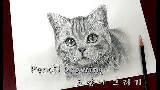 연필드로잉 - 동물(고양이) 그리기 1배속 [ Drawing animal/How to draw a cat ]