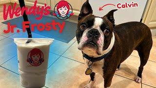 BOSTON TERRIER Tries a WENDY’s JR. FROSTY For The First Time!