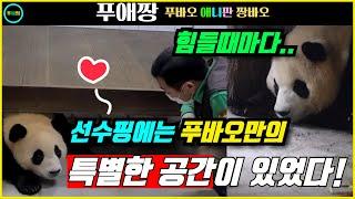 푸바오의 특별한 공간이 선수핑 방사장에 있다! 엄마 아이바오와 할부지의 따듯한 추억을 느낄 수 있는 그 곳!