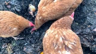 -10F - Did the chicken compost system fail?!