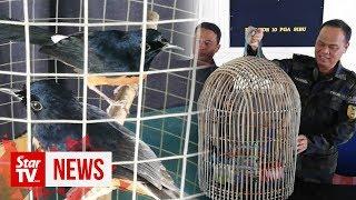 GOF rescues 30 wild birds worth RM24,000