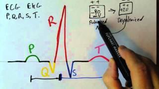 P,Q,R,S,T waves in the EKG