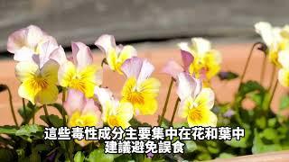 台灣常見有毒植物知識【三色堇】知識百科 - 地球題庫小學堂