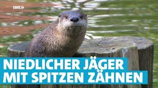 Niedlicher Jäger: Der Fischotter - das Wildtier des Jahres 2021