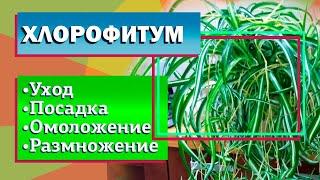 Хлорофитум Уход Посадка Размножение Омоложение