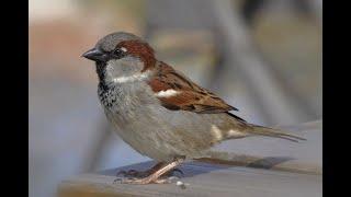 sparrow episode(Scientific name: Passeridae) full Hd 60 fps natural video/bird's songs