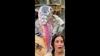 GIANT LIZARD VS SALMON